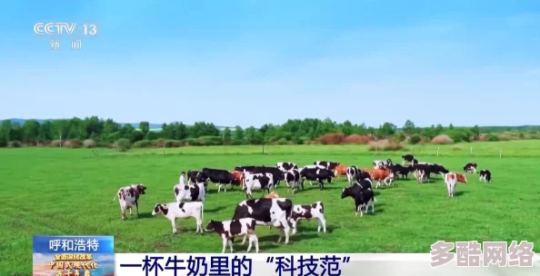 挤牛奶的甘雨：她在乡村牧场中展现了独特的挤奶技巧，吸引了众多游客前来观赏与学习